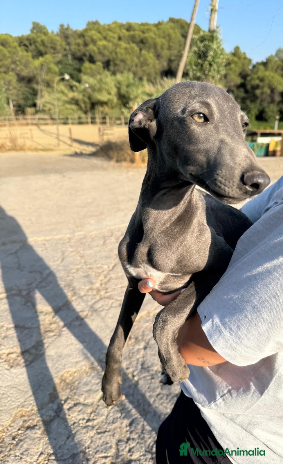 Whippet perros Whipper macho blue  - Anuncio 4
