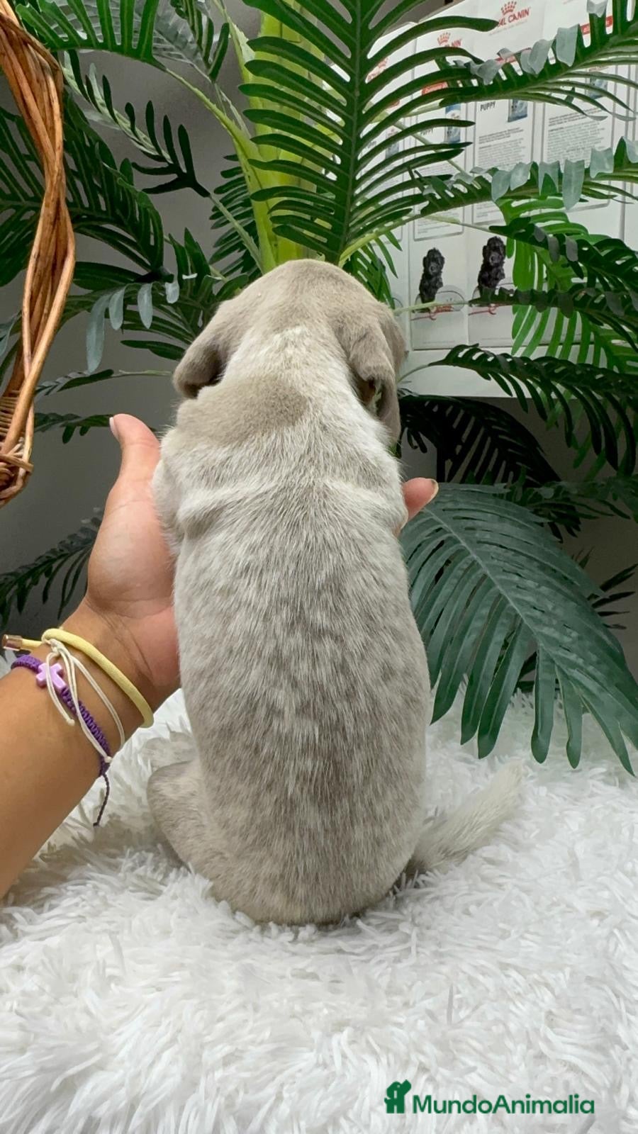 Braco Alemán de Pelo Corto perros en venta: BRACO ALEMAN - Anuncio 31