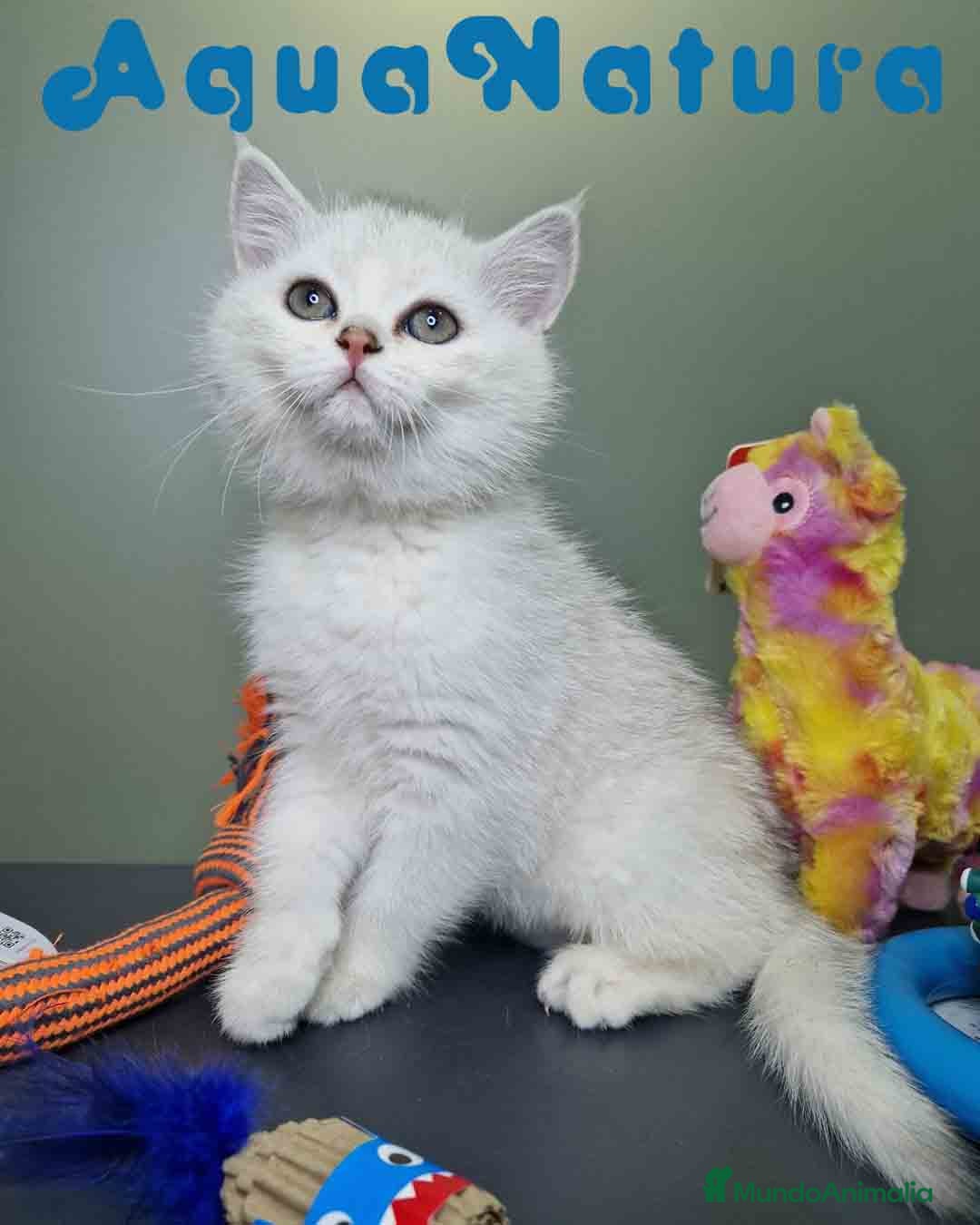 Británico de Pelo Corto gatos en venta: British Macho 7791 AQUANATURA - Anuncio 9