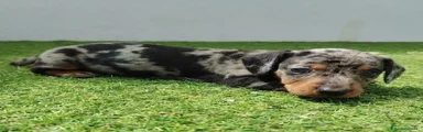 Teckel Cachorro Arlequín plata
