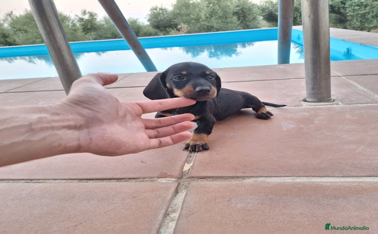Teckel Miniatura perros - Propaganda 1