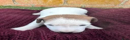 Jack Russell Terrier perros en venta:  JACK RUSSELL - Anuncio 5