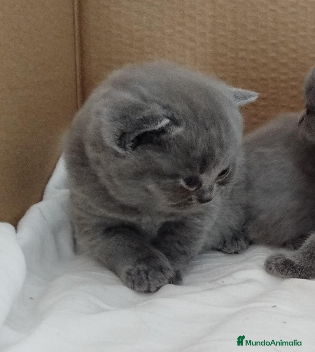 Británico de Pelo Corto gatos en venta: British Shorthair super bonitos - Imagen 10