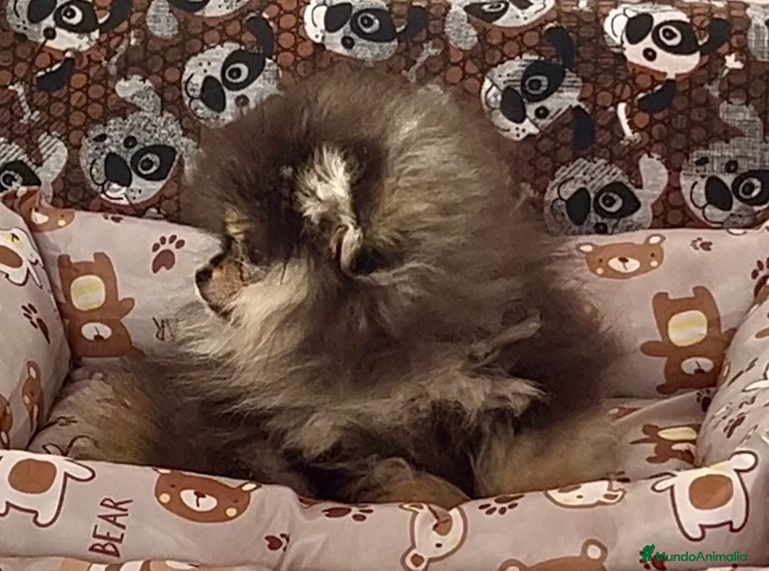 Pomerania perros en venta: Pomerania en Caraby Benidorm  - Anuncio 2
