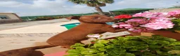 Pinscher Miniatura perros en venta: Macho pinche disponible  - Anuncio 5