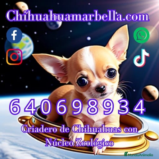 Imagen de galería {{count}}