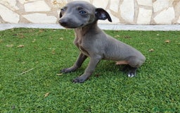Pequeño Lebrel Italiano perros en venta: Galgo Italiano Piccolo BLUE macho - Imagen 3