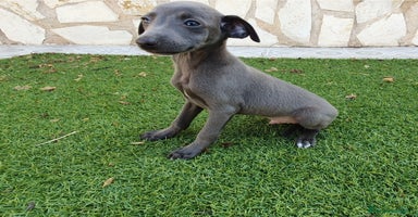 Pequeño Lebrel Italiano perros - Anuncio 12
