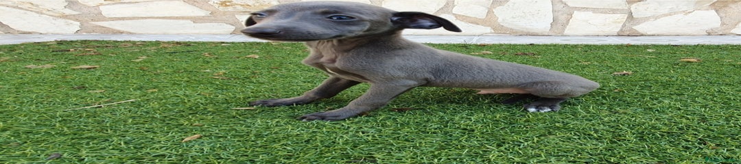 Pequeño Lebrel Italiano Cachorro 1