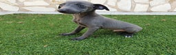 Pequeño Lebrel Italiano perros en venta: Galgo Italiano Piccolo BLUE macho - Anuncio 3