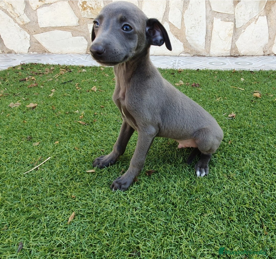 Pequeño Lebrel Italiano perros en venta: Galgo Italiano Piccolo BLUE macho - Imagen 3