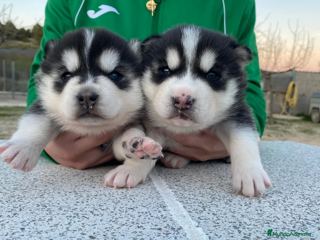 Husky Siberiano perros en venta: Husky Siberiano  - Anuncio 1