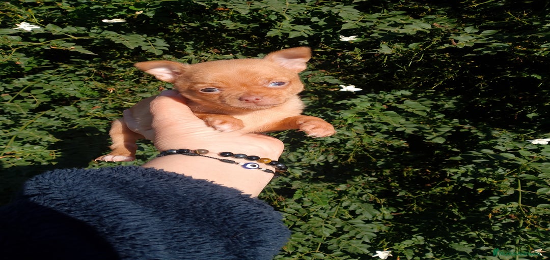 Imagen de galería {{count}}