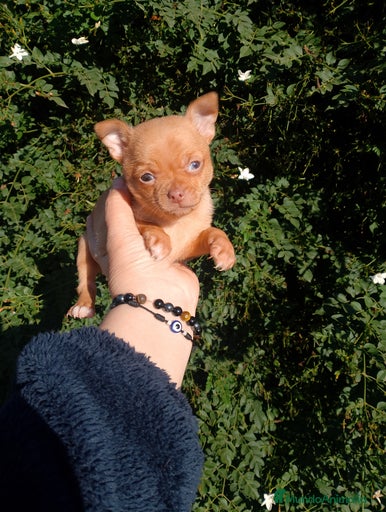 Imagen de galería {{count}}