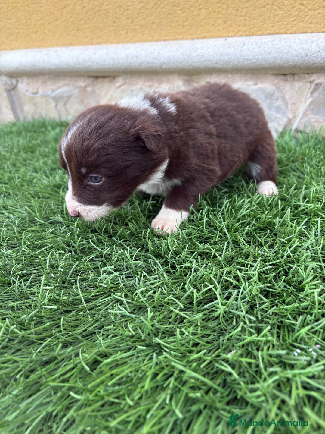 Border Collie perros en venta: Hembra chocolate de Border Collie  - Anuncio 16