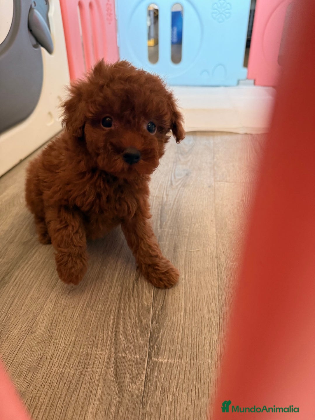 Caniche Enano perros en venta: Preciosa Caniche Roja - Imagen 4