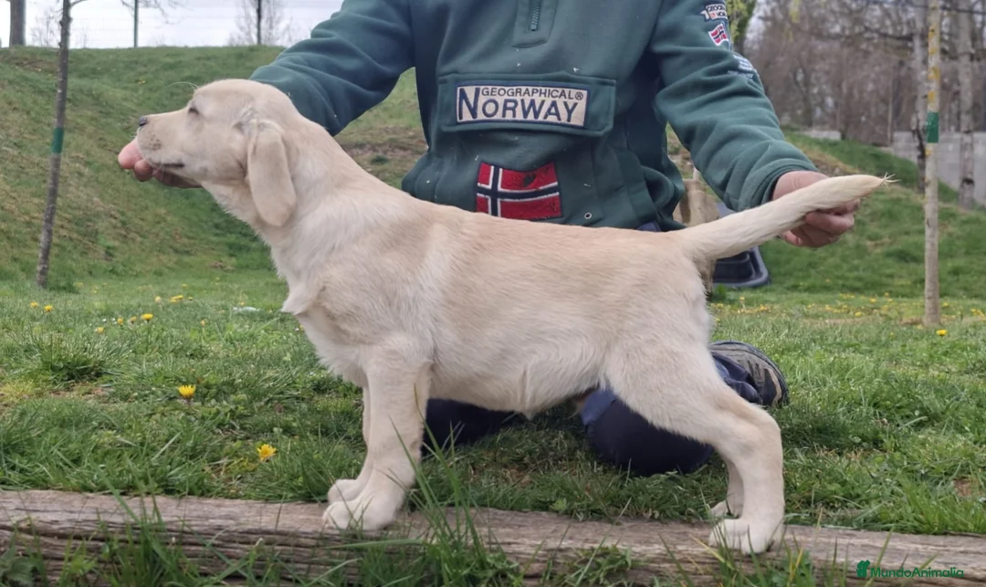 Labrador Retriever perros en venta: LABRADOR RETRIEVER - Anuncio 2