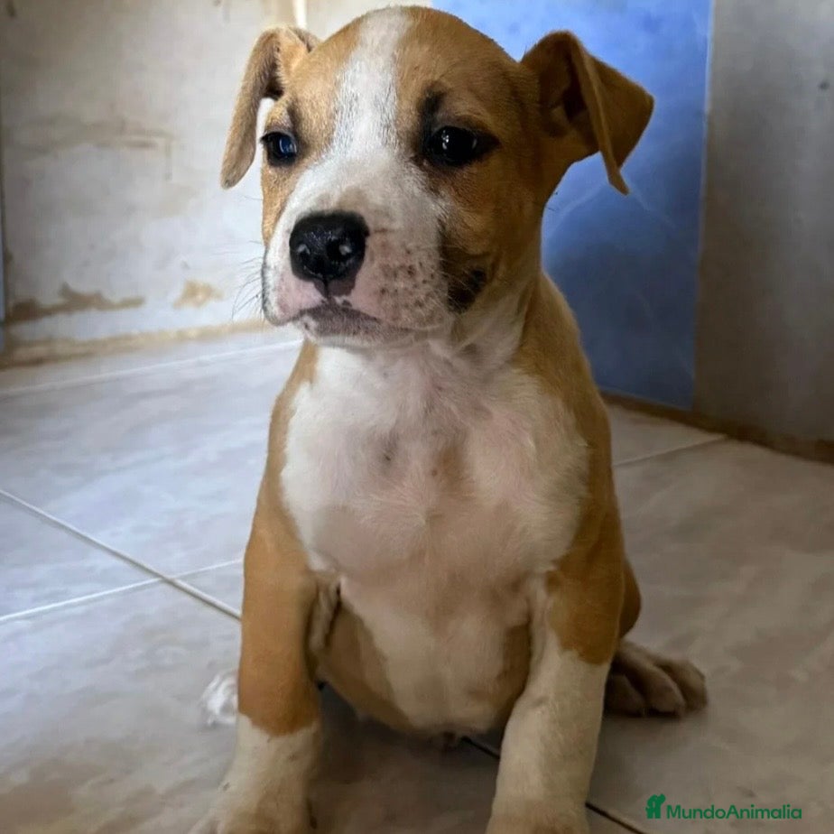 American Staffordshire-Terrier perros American Staffordshire - Anuncio 1