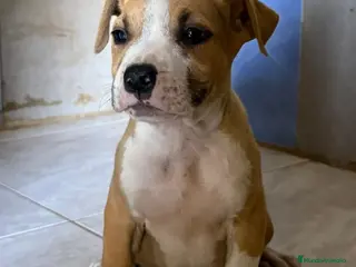 American Staffordshire-Terrier perros American Staffordshire - Anuncio 1