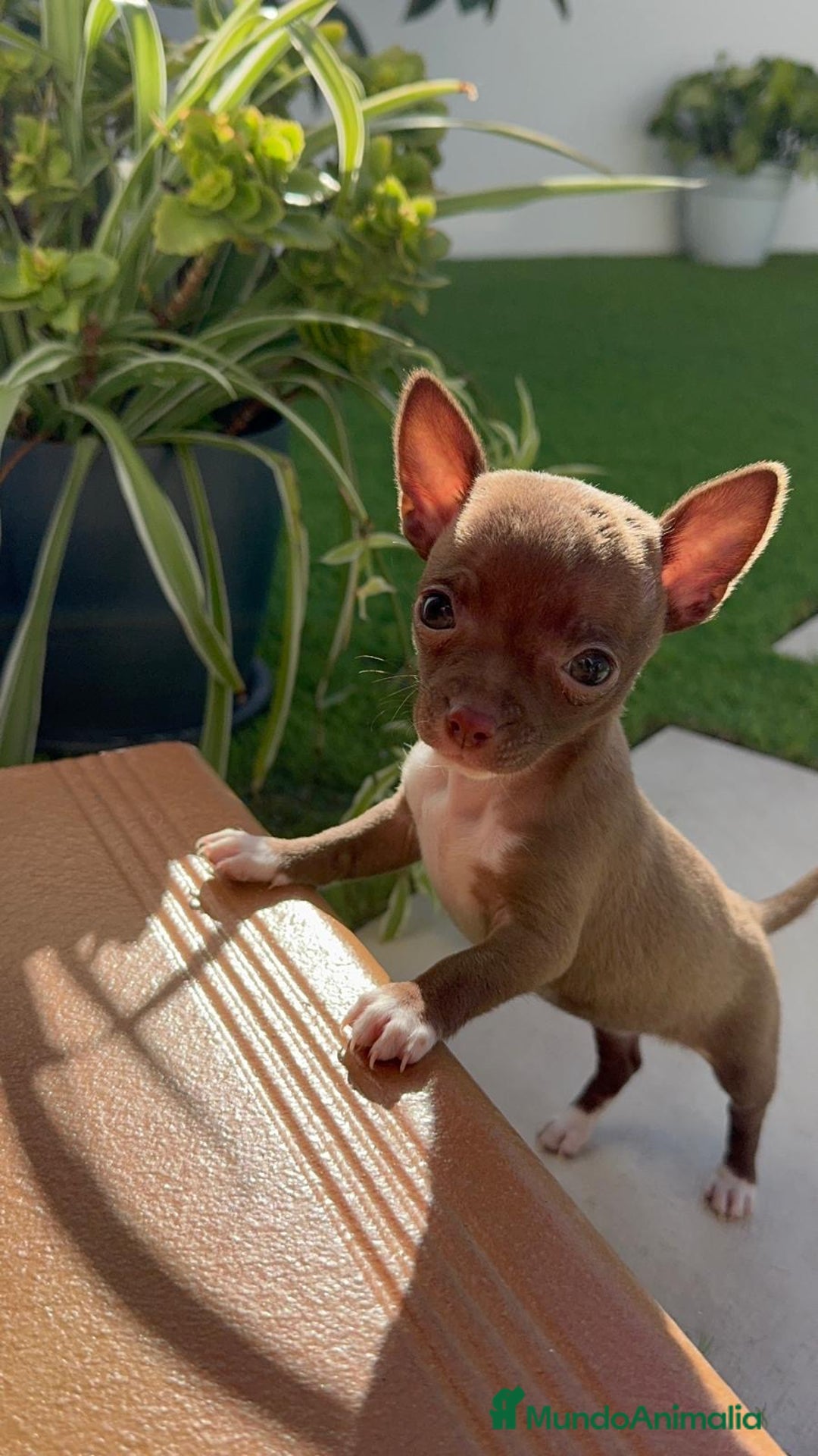 Chihuahua perros en venta: CHIHUAHUA HEMBRA - Anuncio 6