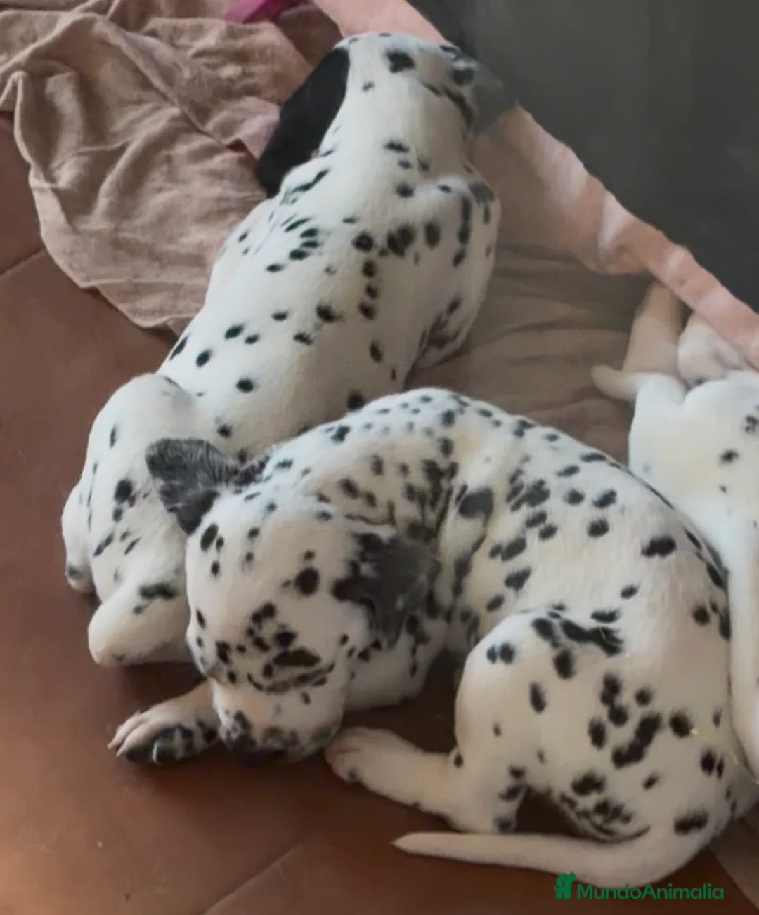 Dálmata perros en venta: Dalmatas - Anuncio 1