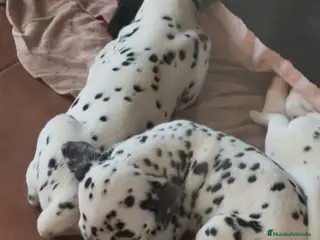 Dálmata perros Dalmatas - Anuncio 2