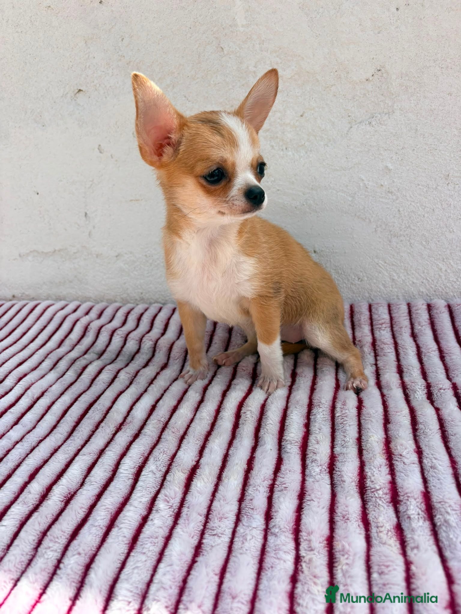 Chihuahua perros Chihuahua toy hembra - Anuncio 1