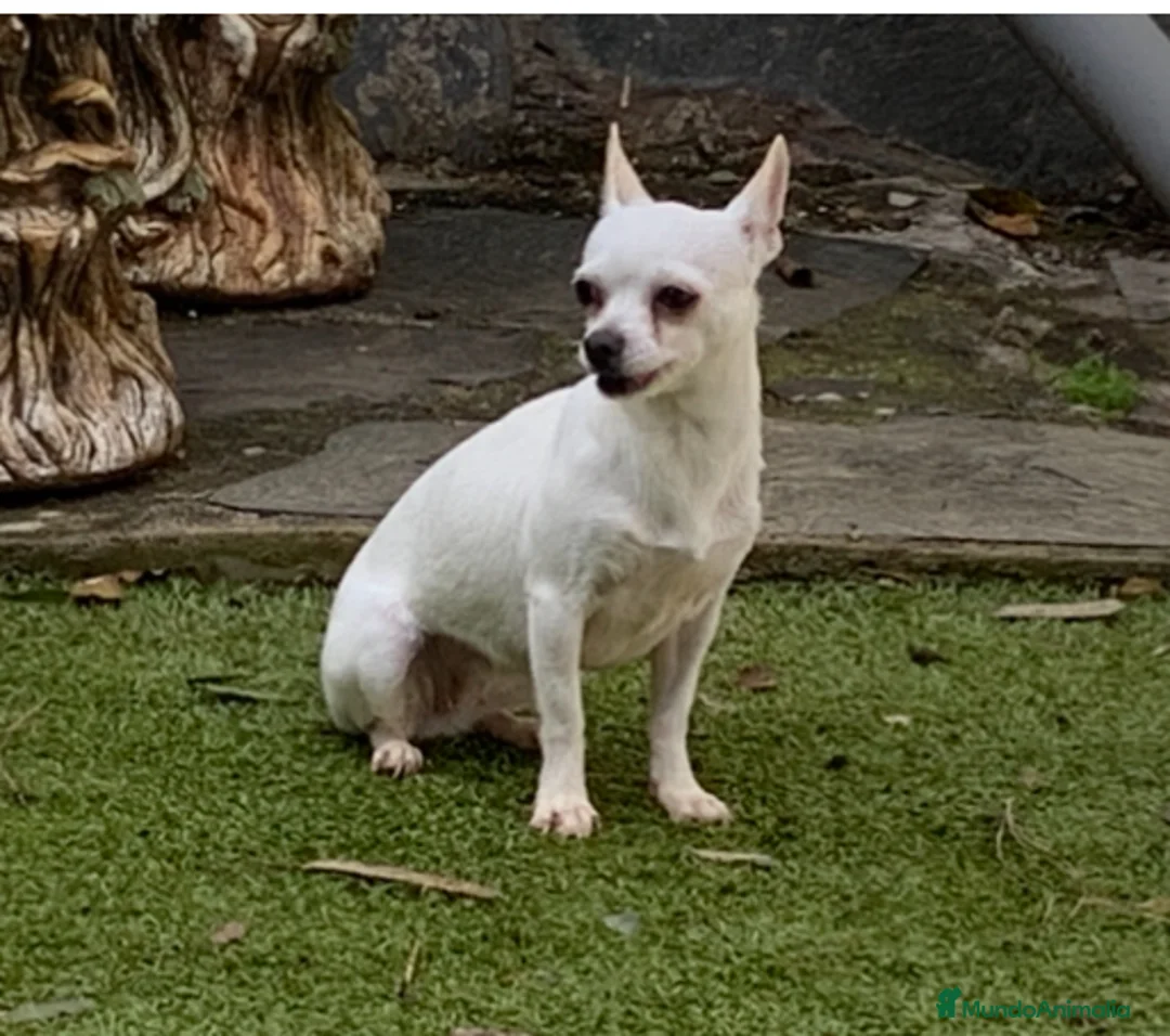 Chihuahua perros en venta: Cachorros chihuahua  - Anuncio 19