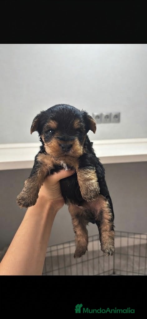 Yorkshire Terrier perros Yorkshire Toy🐻🐾 - Anuncio 4
