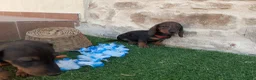 Teckel perros en venta: Preciosidad de Teckel.  en Cáceres - Anuncio 4