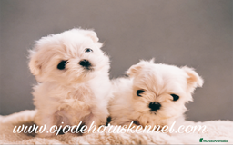 Bichón Maltés perros en venta: Bichón maltés 💯 coreano macho  - Imagen 1