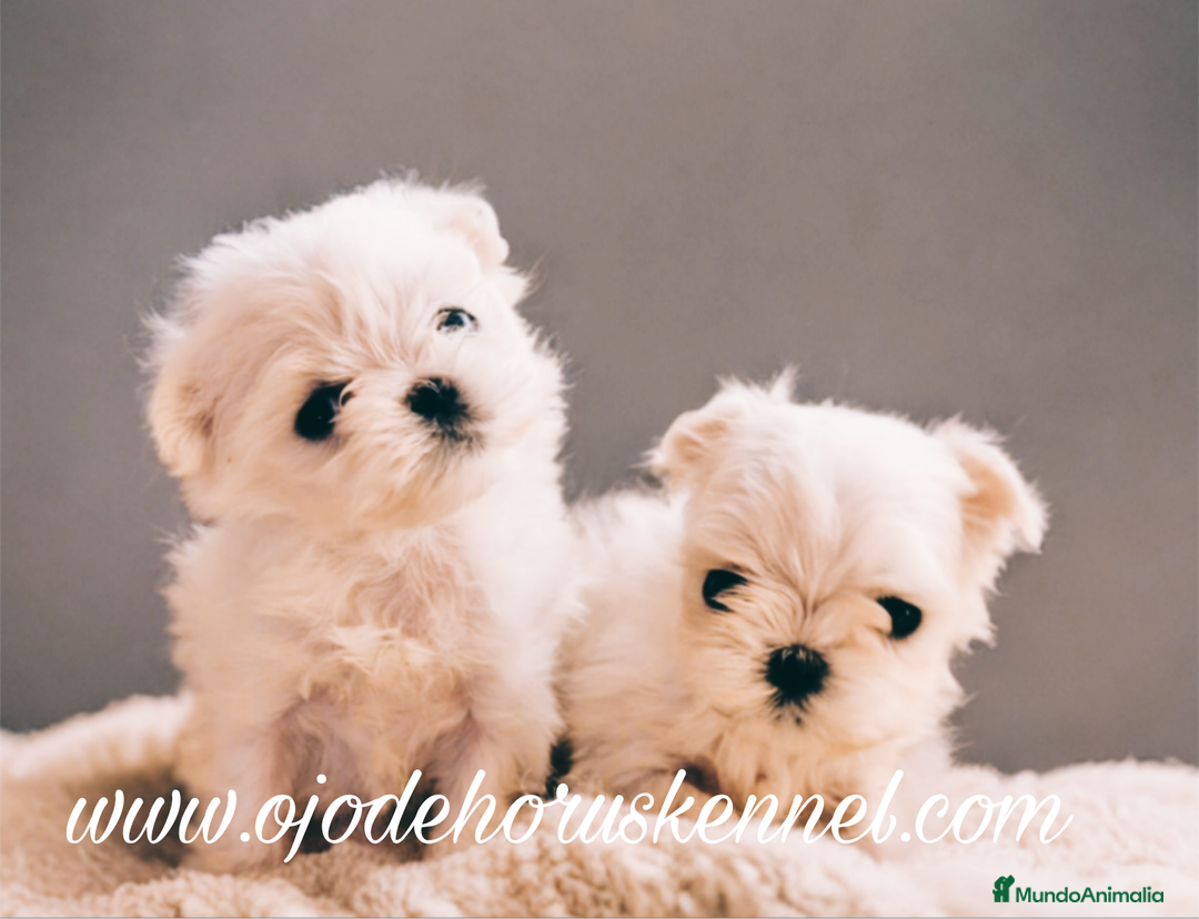 Bichón Maltés perros en venta: Bichón maltés 💯 coreano macho  - Imagen 1