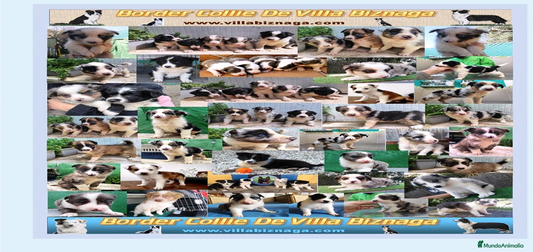 Imagen de galería {{count}}