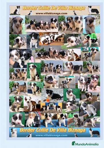 Imagen de galería {{count}}