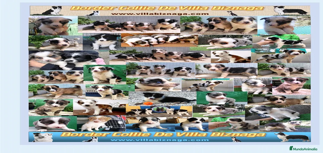 Imagen de galería {{count}}