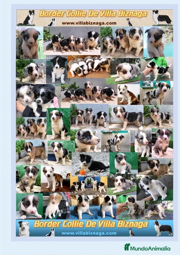 Imagen de galería {{count}}