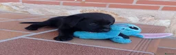 Labrador Retriever perros en venta: Labradores de Quercuscan  - Anuncio 5