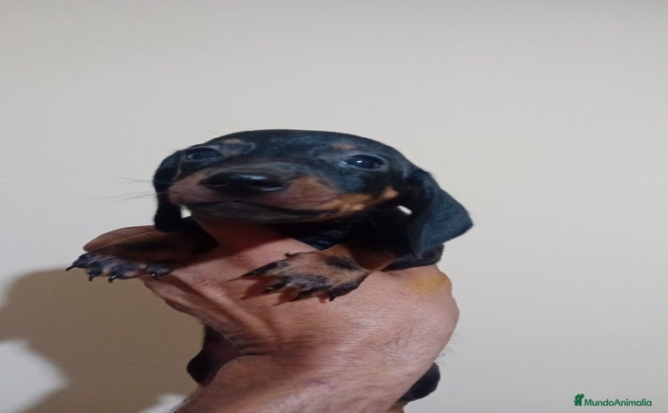 Teckel Miniatura perros - Anuncio 4