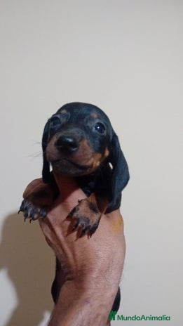 Teckel Miniatura perros - Anuncio 10