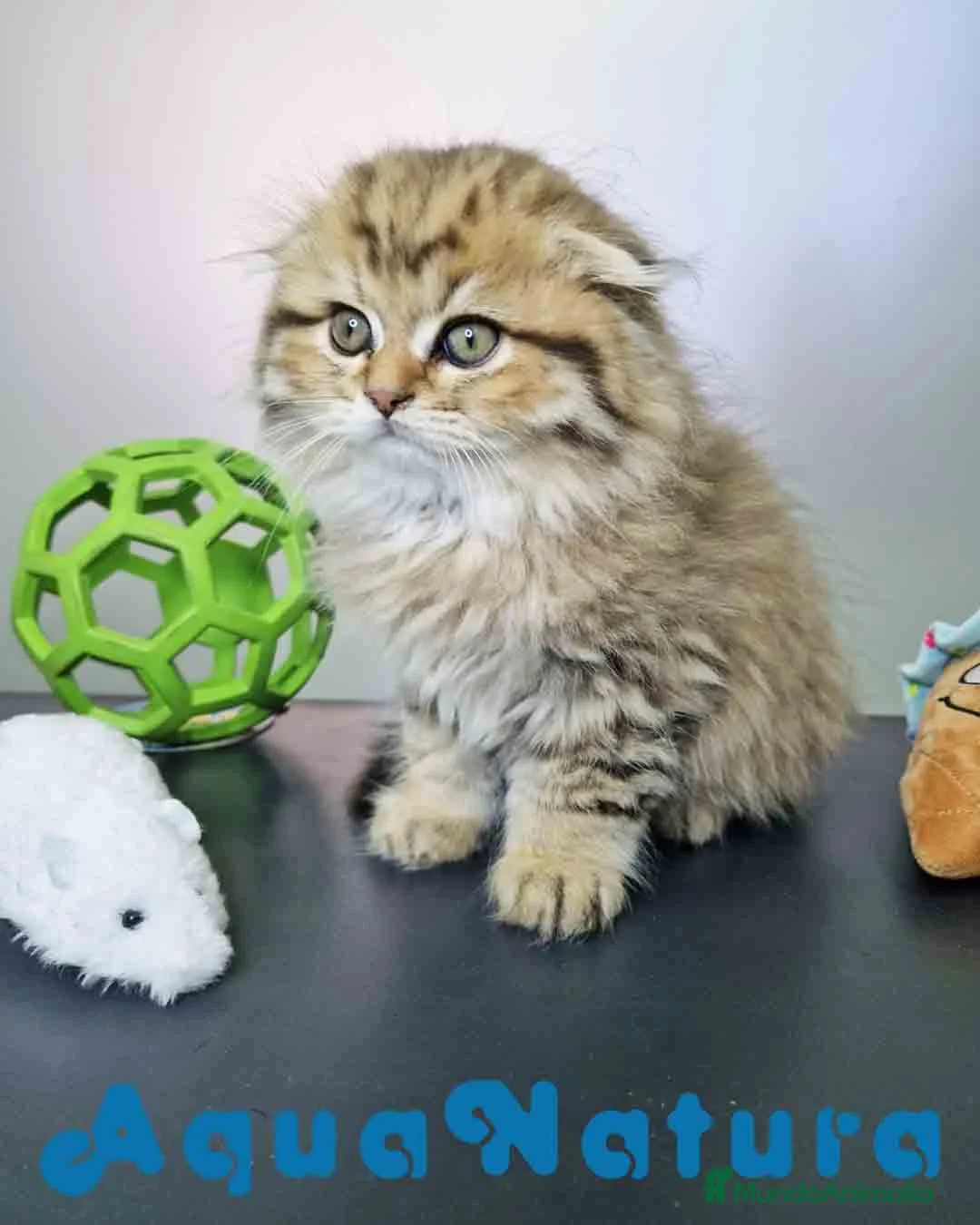 Británico de Pelo Largo gatos en venta: Scottish Fold Longhair Macho 1855 AQUANATURA - Anuncio 1