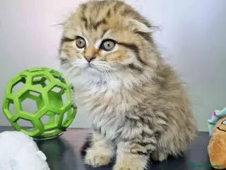 Británico de Pelo Largo gatos Scottish Fold Longhair Macho 1855 AQUANATURA - Anuncio 2