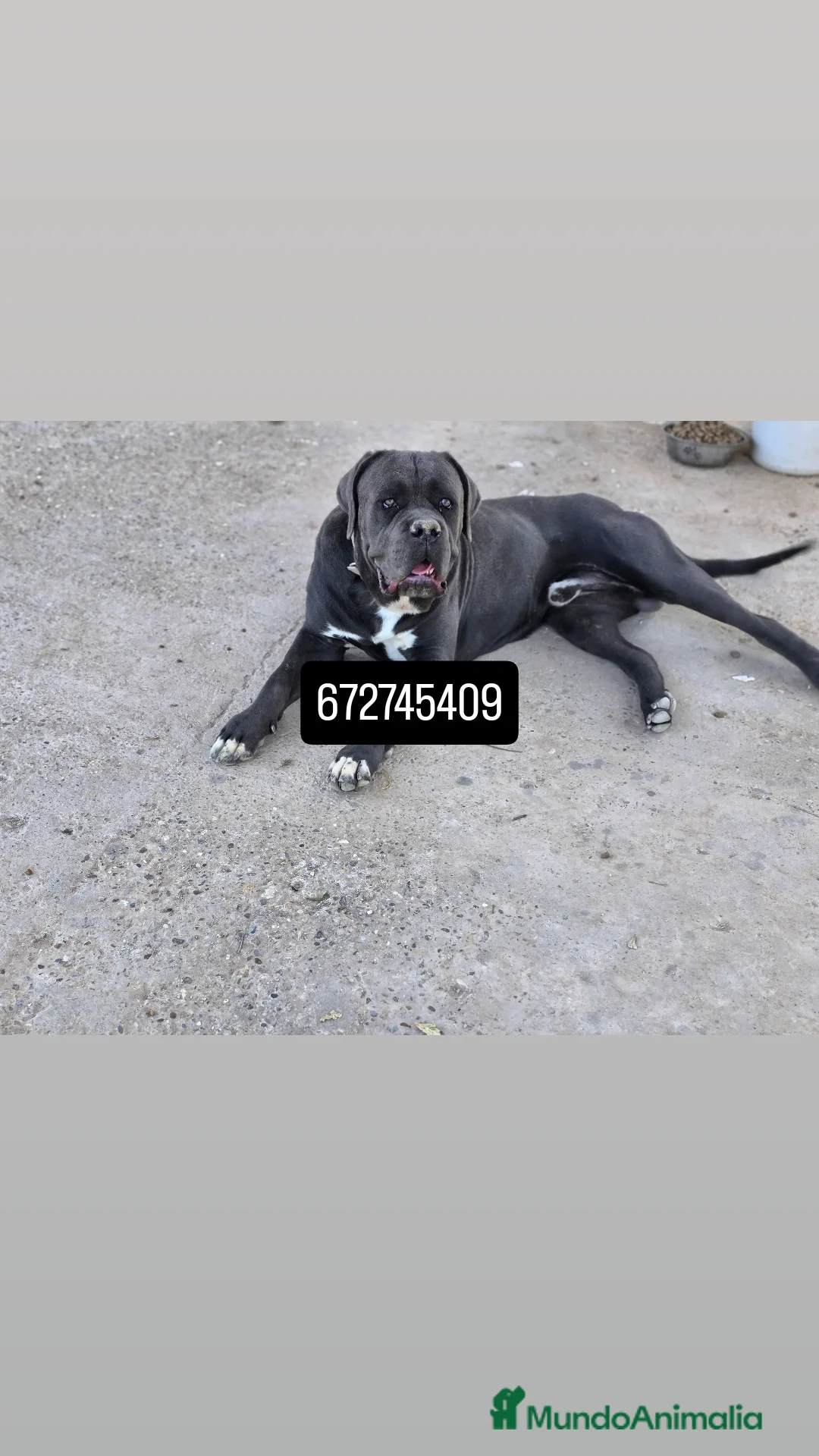 Cane Corso perros para monta: CANE CORSO MONTA - Anuncio 1