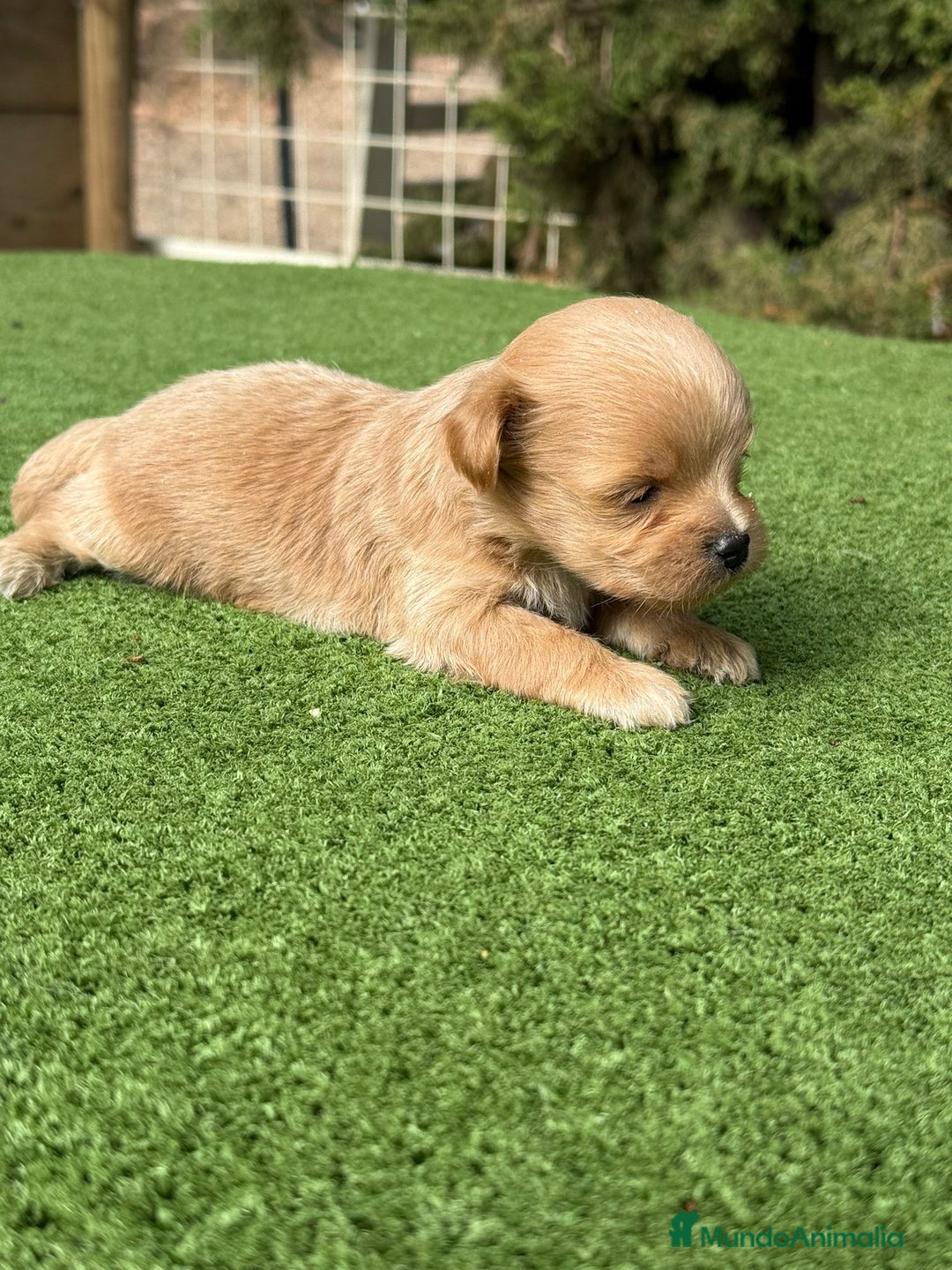 Maltipoo perros en venta: Maltipoo macho apricot toy  - Imagen 1