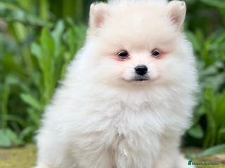 Pomerania perros Pomerania en Barcelona - Anuncio 32