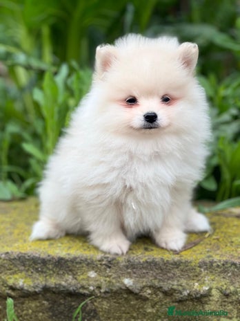 Pomerania perros en Barcelona - Anuncio 9