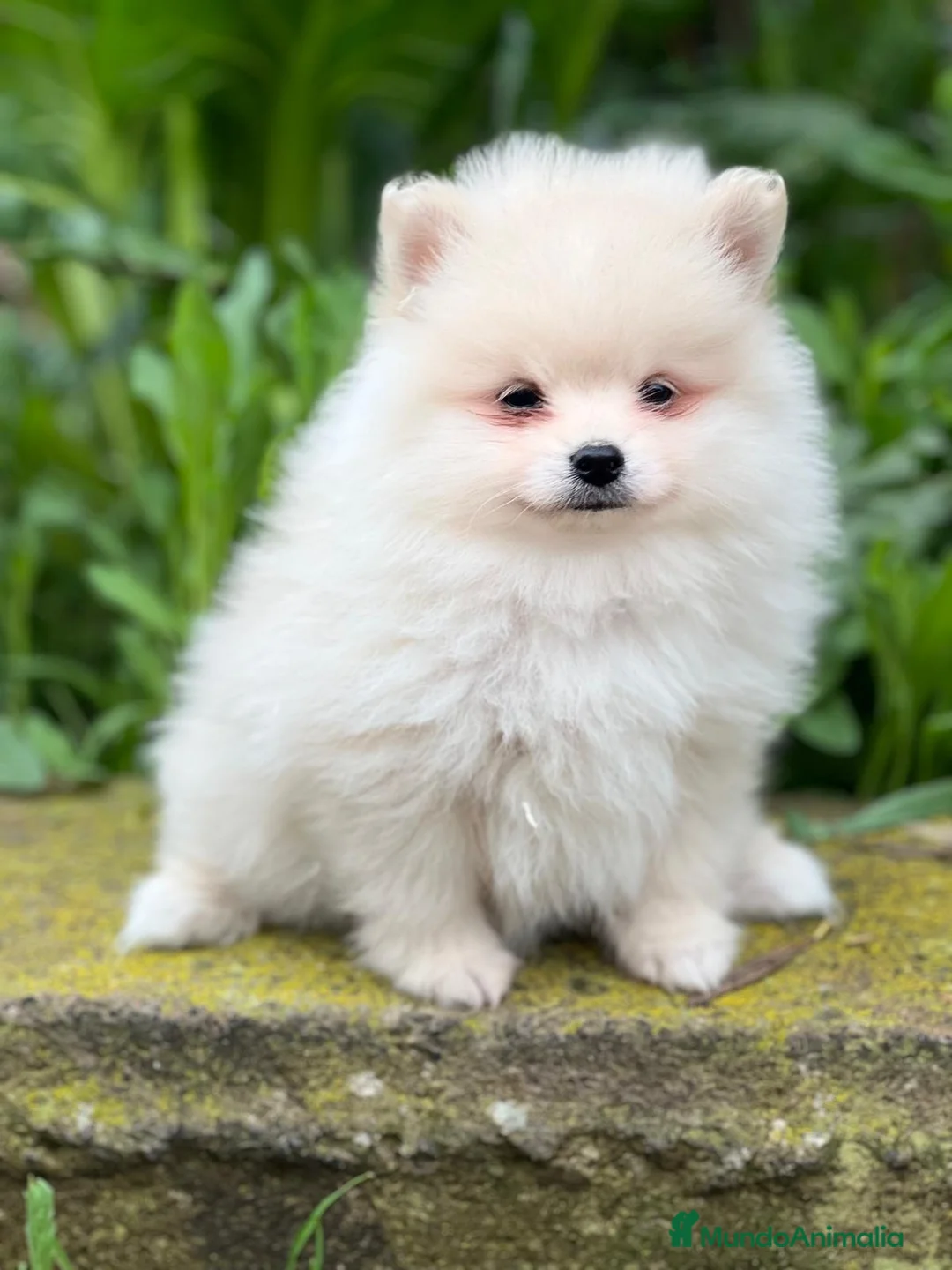 Pomerania perros en venta: Pomerania  en Barcelona - Anuncio 1