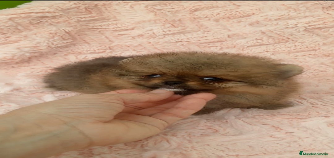 Imagen de galería {{count}}