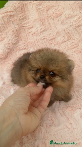 Imagen de galería {{count}}