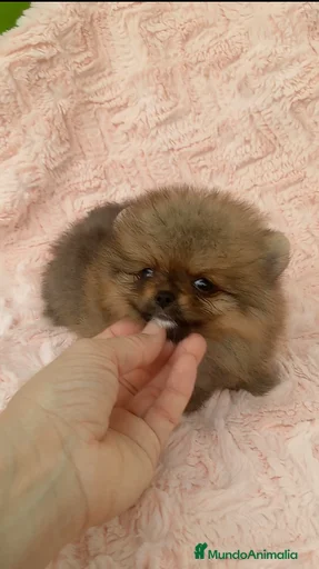 Imagen de galería {{count}}