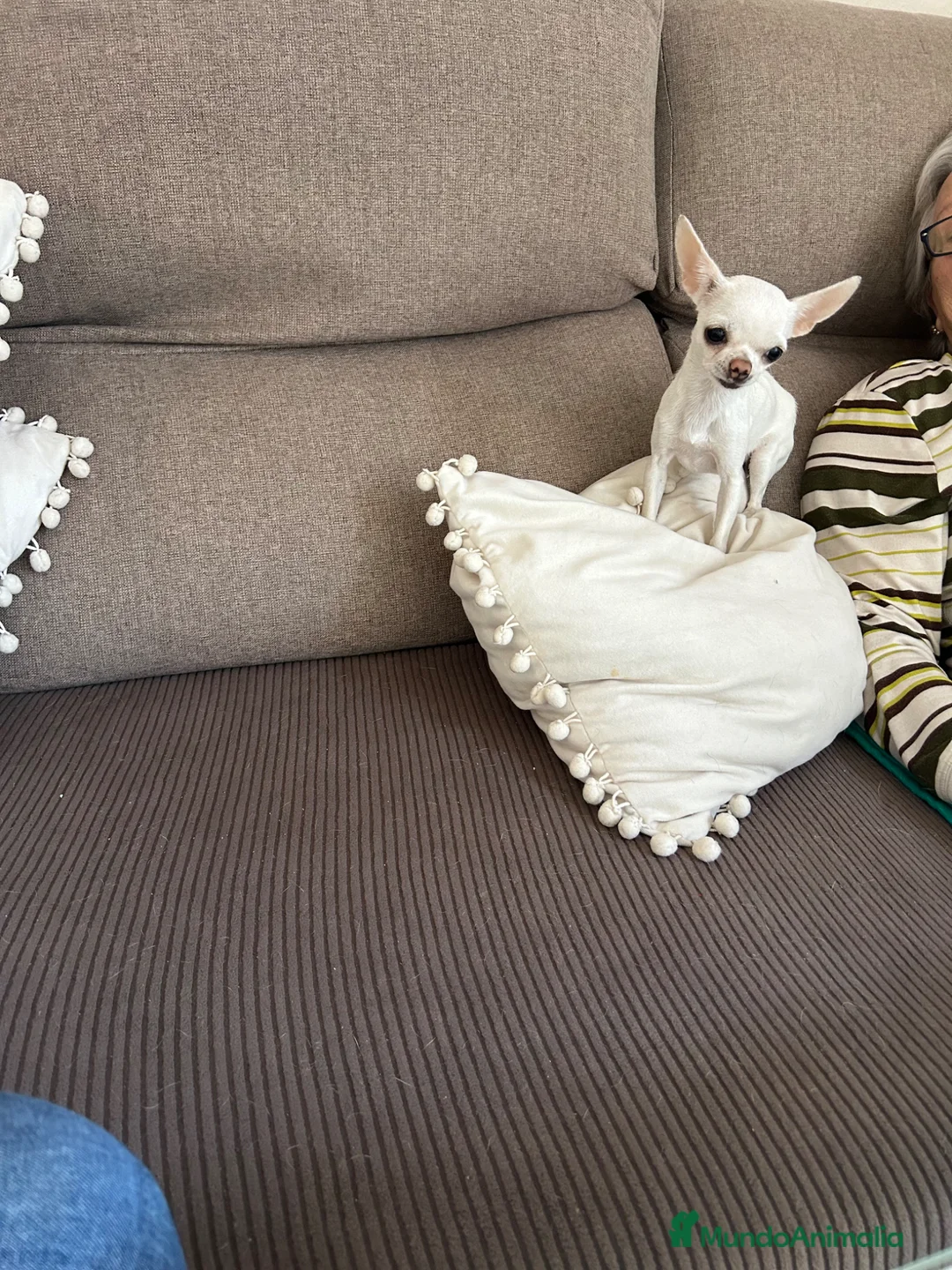 Chihuahua perros en venta: Chihuahuas Micro Toy Toy Toy Calidad Toy - Anuncio 2